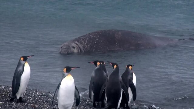 Giant Seal relax and penguins on ocean coast of Falkland Islands in Antarctica. Incredibly intelligent and dignified animals birds.