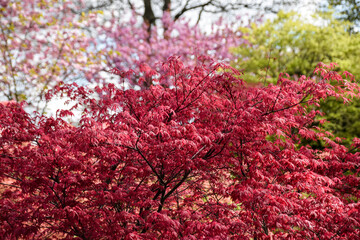 Leaves changing colour in beautiful park during spring