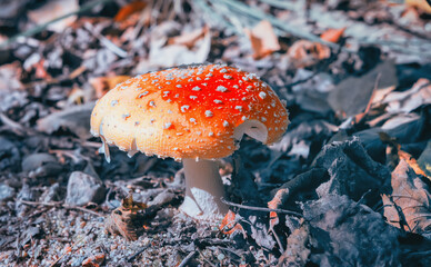 Mushroom Amanita Closeup