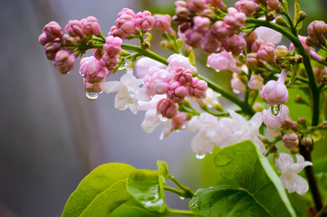 White Lilac Blossoms