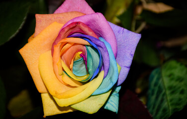 Fototapeta na wymiar Bright colorful rose with beautiful vivid petals