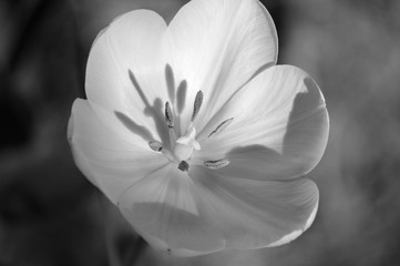 Yellow Tulip opening for spring
