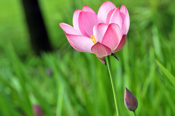 Obraz na płótnie Canvas Blossom lotus flower