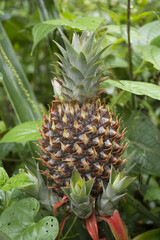 
Pineapple, delicious fruit