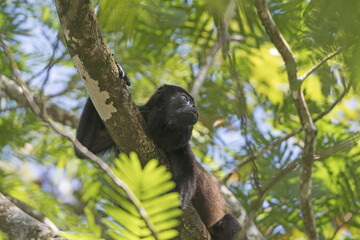 Howler Monkey in a Rain Forest Tree