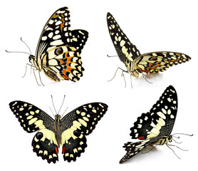 Set of butterfly isolated on white background