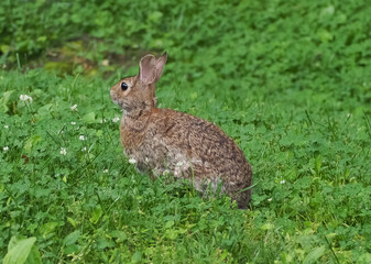beautiful cottontail rabbit (Lepus sylvaticus) in green grass field