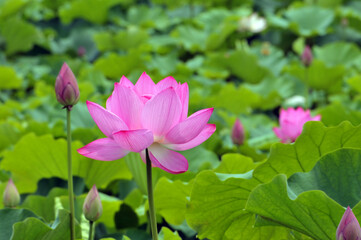 Blossom lotus flower