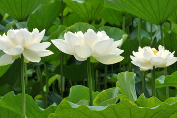 Blossom lotus flower