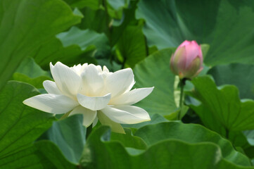 Blossom lotus flower