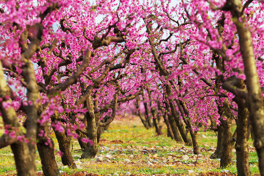Blossoming peach trees in the fruit garden, Montenegro