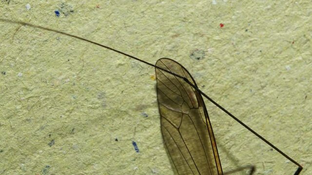 Insect analysis in a lab close up
