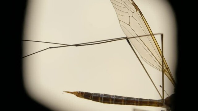 Insect analysis in a lab close up

