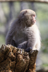 Kamikochi · Monkey that protects territory