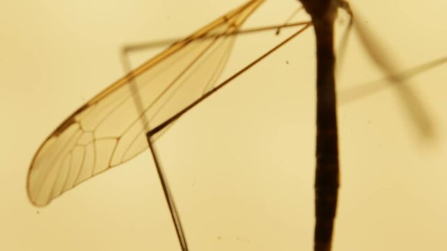 Insect analysis in a lab close up
