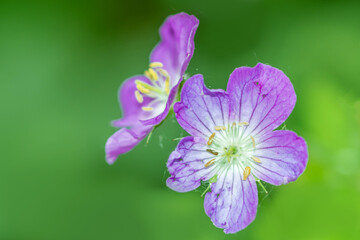 Macro photo of geranium flowers