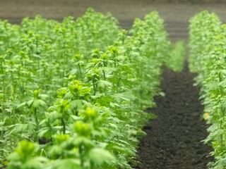 畑風景　クローズアップ