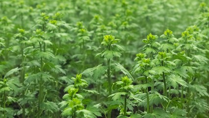 畑風景　クローズアップ