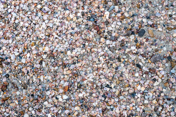 shell texture background