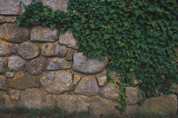 Rich green Ivy cascading down a large and weathered stone wall