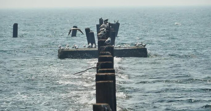 4k,Seagulls stay in the dam,birds flying over sea.