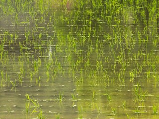 春の水田