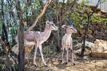 Gazelle aka Chinkara statue, Rann of Kutch
