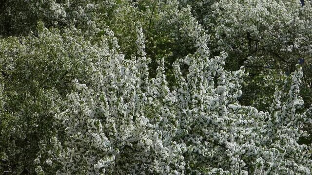 Blooming apple trees on the wind. Branches with many white flowers and green leaves moving. Beautiful natural background. Look from above on garden in spring sunny day.
