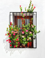 Fototapeta na wymiar Blooming mallows decorating the window of a white house