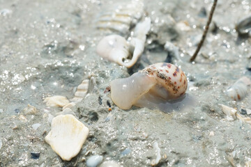Portrait of a Sea Snail on the Beach