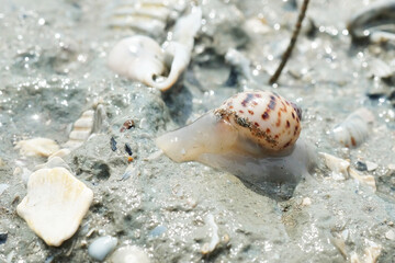 Portrait of a Sea Snail on the Beach