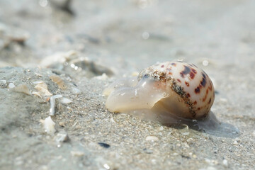 Portrait of a Sea Snail on the Beach