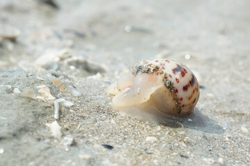 Portrait of a Sea Snail on the Beach