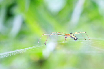 Close Up Shot of an Orb Weaver