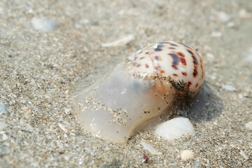 Portrait of a Sea Snail on the Beach
