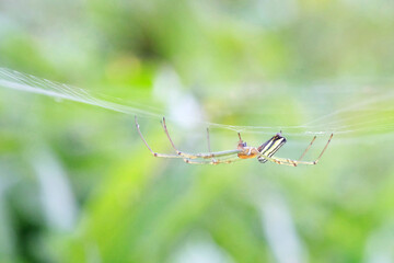 Close Up Shot of an Orb Weaver
