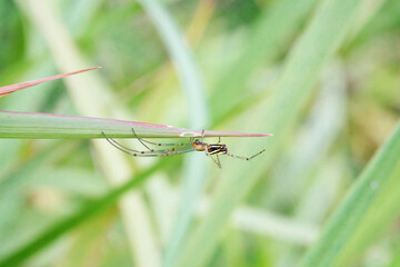 Close Up Shot of an Orb Weaver