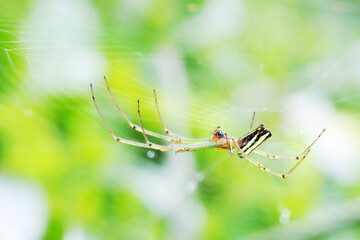 Close Up Shot of an Orb Weaver