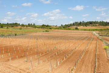 Young Wine Plantation - Spain