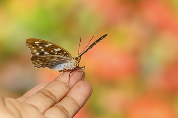 Common Archduck butterfly resting on human hand