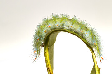Caterpillar of Common Archduke butterfly walking on leaf