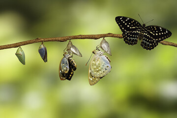 Transformation du papillon Archiduc commun émergeant de la chrysalide ( Lexias pardalis jadeitina )