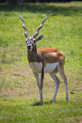 Image of impala male (Aepyceros melampus) on nature background. Wild Animals.