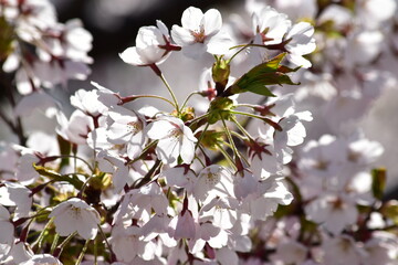 朝日で透ける桜