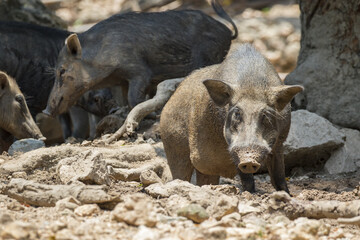 Image of boar on natural background. Wild Animals.