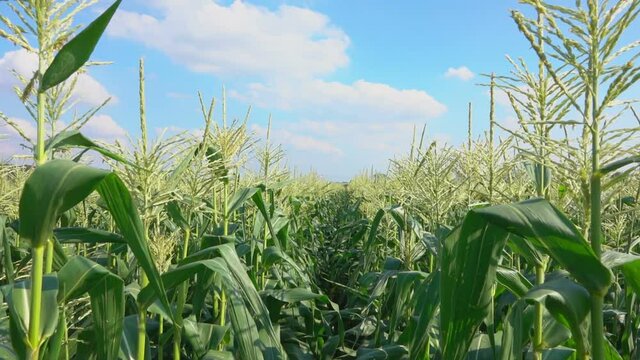 Pass along the field with ripe corn