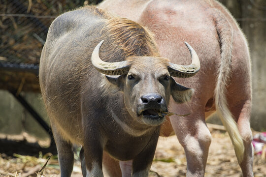 Image of buffalo on nature background. Wild Animals.