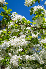 blooming Apple tree on blue sky background