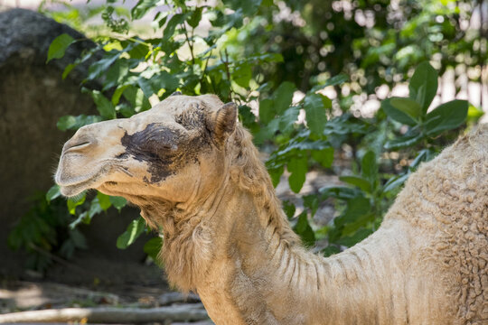 Image of camel on nature background. Wild Animals.