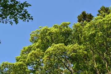 新緑と青空